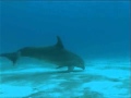 Dolphins The Wild Side