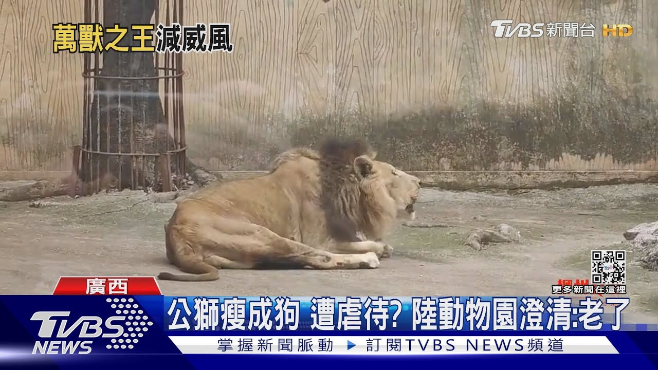 公獅瘦成狗 遭虐待?陸動物園澄清:老了