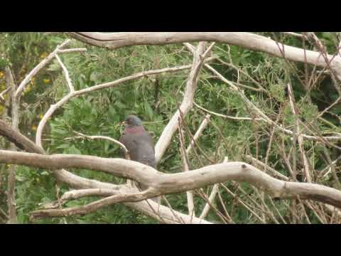 White-tailed Laurel Pigeon — La Grimona, Tenerife