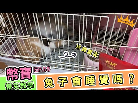 兔子活動時間