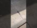 FASTEST Way To Remove ANTS