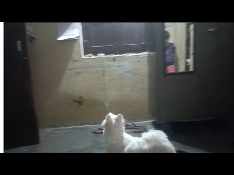 Dog vs Cat Sound Showdown: A Hilarious Vlog #vlog #souravjoshivlogs