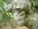 TREE CREATURE MAN TWO   The Waterboys