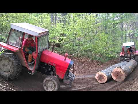 Braca dmitrovic tolisnica