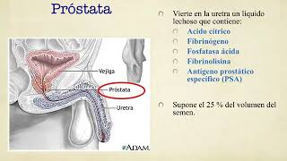 Aparato reproductor masculino - Reproductor y desarrollo