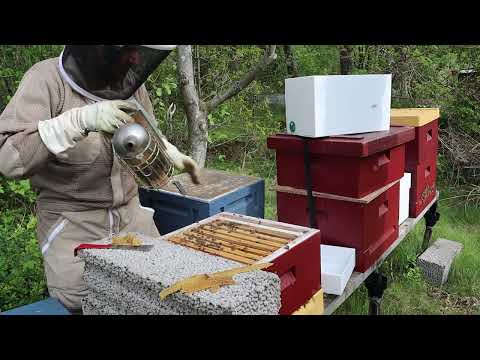 Snabb avläggare 2022