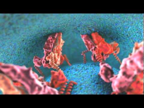 Dengue Viral Fusion Animation