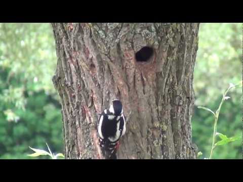 Knotwilgen Nieuwland 2