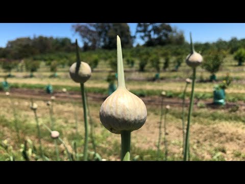 Payne's Orchards