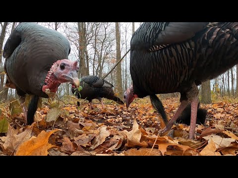 image-What is the origin of Turkey bird?