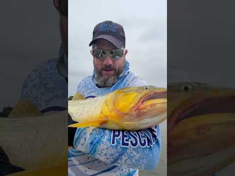 🔥Excelente pesca de Dorados en Empedrado (Corrientes) con Pousadas Puerto Paraíso