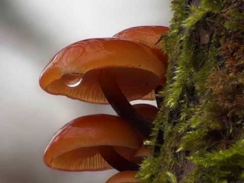 Opera Chillout- Pachelbel's canon in D Major