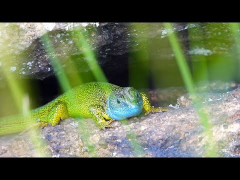 Jašterica zelená (Lacerta viridis) — European Green Lizard, terénny záznam
