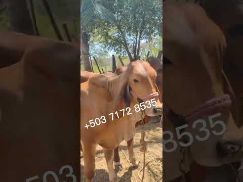 disponibles en San Rafael Oriente, San Miguel