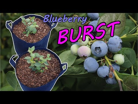 download lagu mp3 mp4 Potted Blueberries, download lagu Potted Blueberries gratis, unduh video klip Potted Blueberries