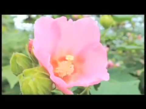 ホシホウジャク(ニコン１　AFテスト）