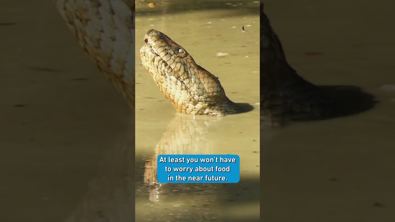 Anaconda - 100 KG with a few meals per year