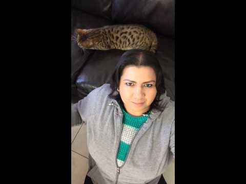 Playing with my Bengal.