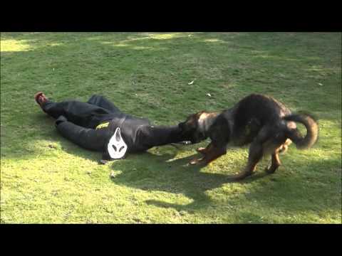 Absolute Tango Power