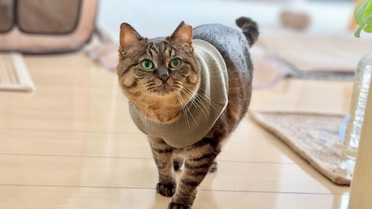 【新事実】毎朝全力で起こしにくるのは「ごはん催促」じゃなくて、とっても甘えん坊な理由でした