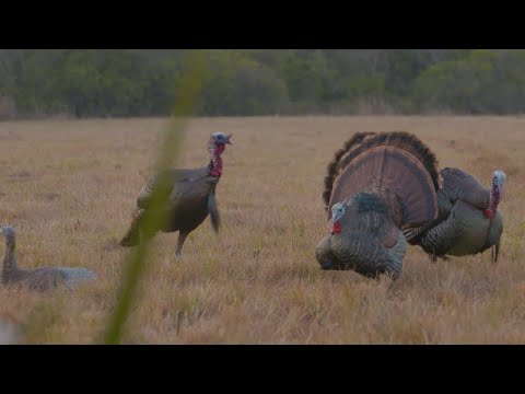 Southern Showdown from Florida to Mississippi in search of LONGBEARDS!