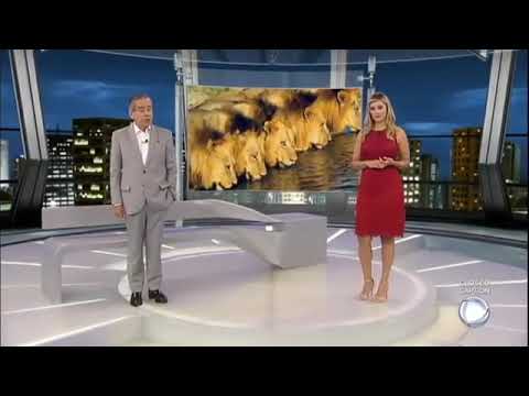 OS LEÕES MAPOGOS #mapogos #leões #vidaselvagem #predadores #animais #gromosvidaselvagem #lionking