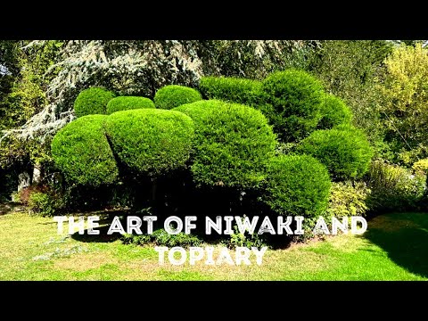 Pruning Giant Juniper Niwaki - Topiary Cloud Tree. Timelapse Of A Gardeners Afternoon 👌🌳😅