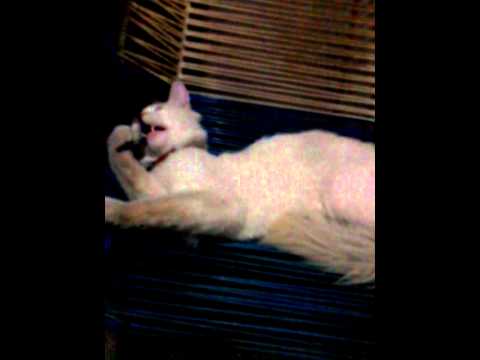 el gato mas hermoso  por luz marina carmona m