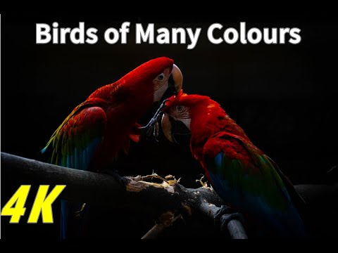 Amazing Colorful Birds - The Spring Orchestra
