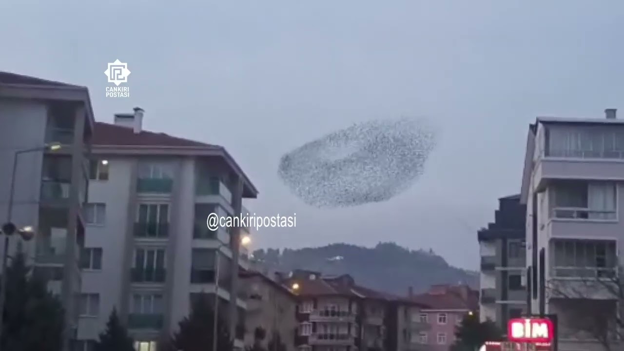 Çankırı’da sığırcık sürüsünden gökyüzünde görsel şölen