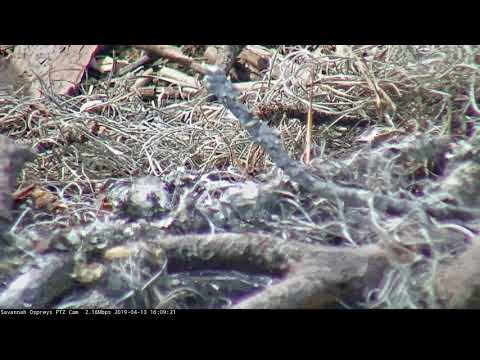 First Look at Newly Hatched Osprey Nestling, Cornell Lab | Savannah Ospreys