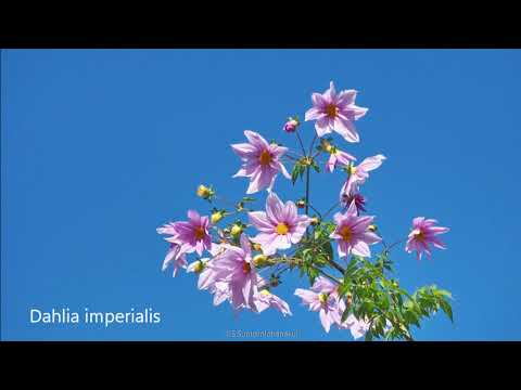 Folhas de outono no Japão parte IV