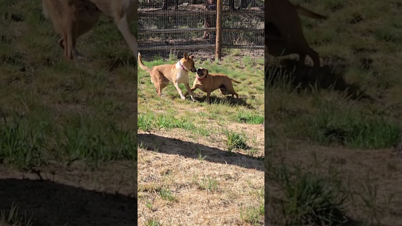 Enlarge Foxy, a Adoptable mixed breed in Evergreen, CO video 2/6