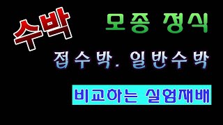 [텃밭농부. 1,029]  수박모종 심기. 접수박과 일반수박의 성장 비교실험.#수박재배. #수박모종 정식