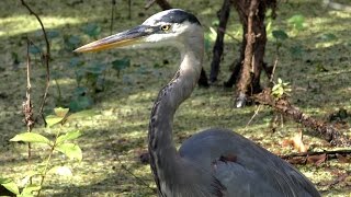 Heron Stabs Big Fish FYV