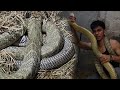 PART 2 PANGASINAN MGA JUMBO KING COBRA NA MABANGIS