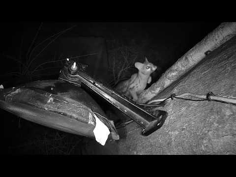 Djuma: Genet on the prowl - 21:25 - 08/28/19
