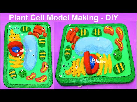 plant cell model 3d making simple and easy science project for exhibition diy craftpiller