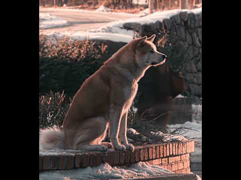 "He didn't come back" - Hachi Edit | Камин - EMIN & JONY (slowed & reverb)