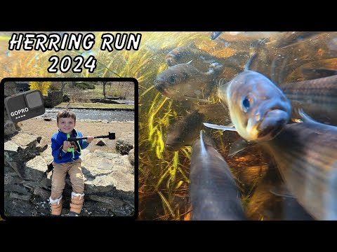 Herring Run - 2024 - Middleboro Massachusetts - Oliver Mill - Thomas Memorial Park - GoPro