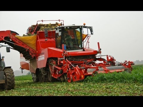 Knolselderij rooien / Sellerie ernten / harvesting celeriac with Grimme Tectron - Vrolijk Landbouw