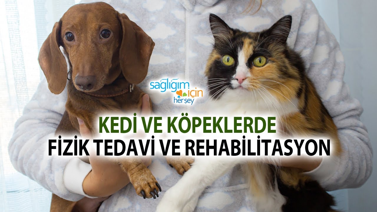 Fizik Tedavi ve Rehabilitasyonla Felçli Kedi ve Köpekler Düzelir mi?