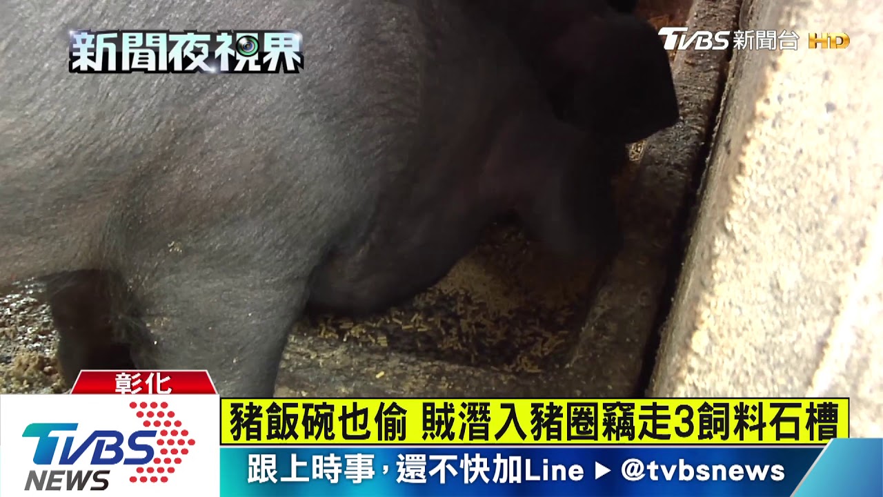 痛!偷120kg豬飼料槽 三輪車翹起K賊頭