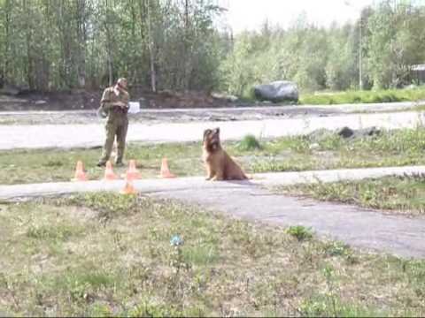 Controllable City Dog, briard Monika, part I
