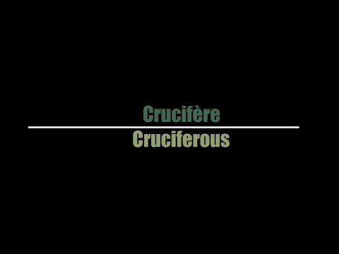 Eths - Crucifère (English Translation)