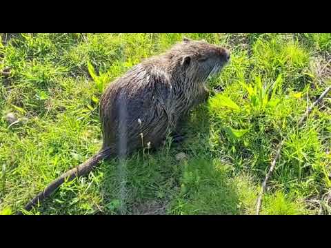 Monster Ratte 🐀 in Heilbronn 😊 oder ist es ein Biber?