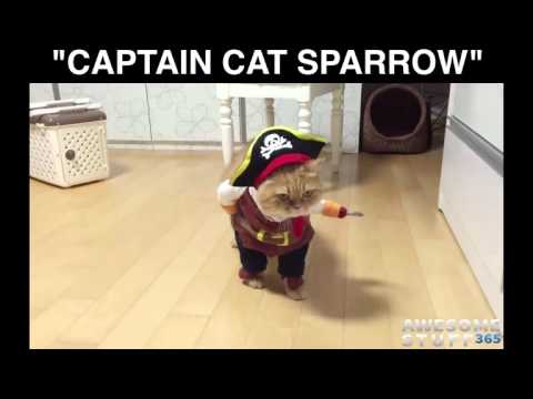 Pirate Pet Costume