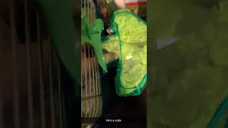 White Mouse Rodents Videos