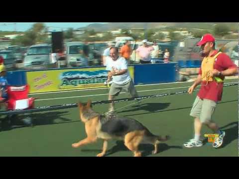 18/09/11 – XLIV Exposición Monográfica de Perro Pastor Alemán de CEPPA en La Nucía