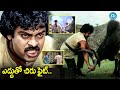 ఎద్దు VS చిరంజీవి Megastar Chiranjeevi Bull Fight Scenes IDream Hyderabad